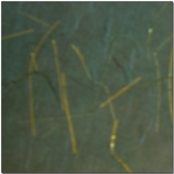 blue green w/ gold foil