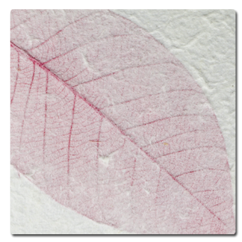 Pink Fossil Leaf